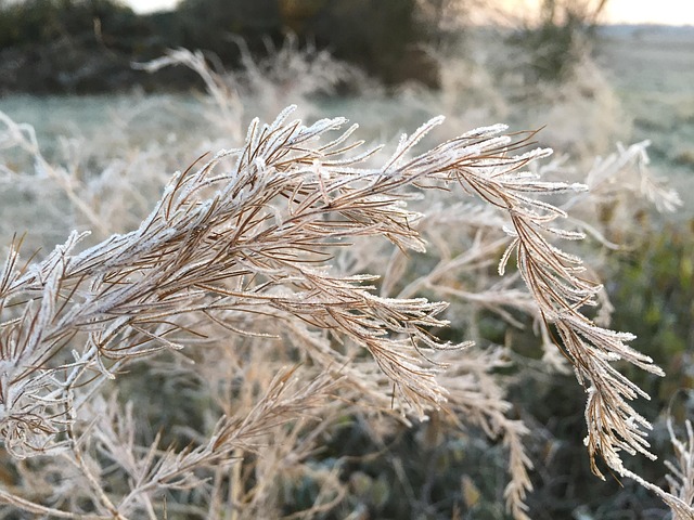 Free Winter Frost photo and picture