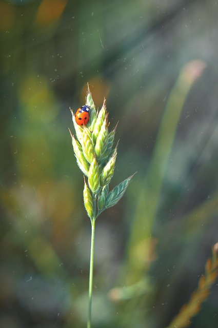 Mariquita, Primavera, Insectos