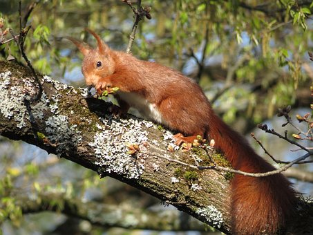 Free Squirrel Tree photo and picture