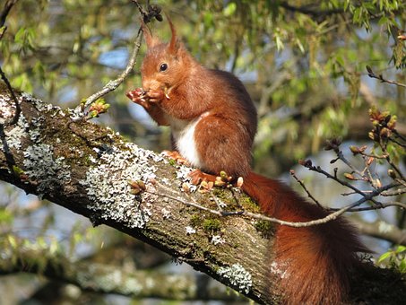 Free Squirrel Tree photo and picture