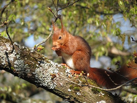 Free Squirrel Tree photo and picture