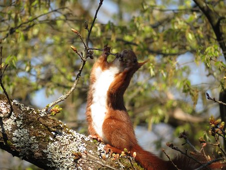 Free Squirrel Tree photo and picture