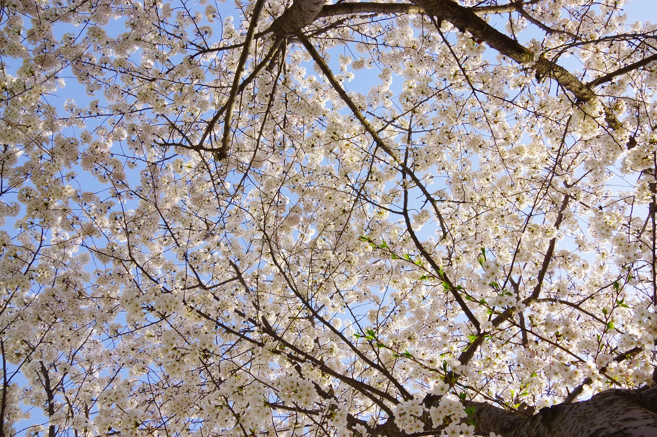Fleurs De Cerisier Journée - Photo gratuite sur Pixabay - Pixabay