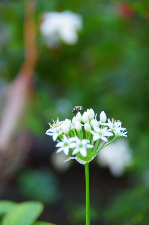 韭菜花 一簇花 - Pixabay上的免费照片 - Pixabay