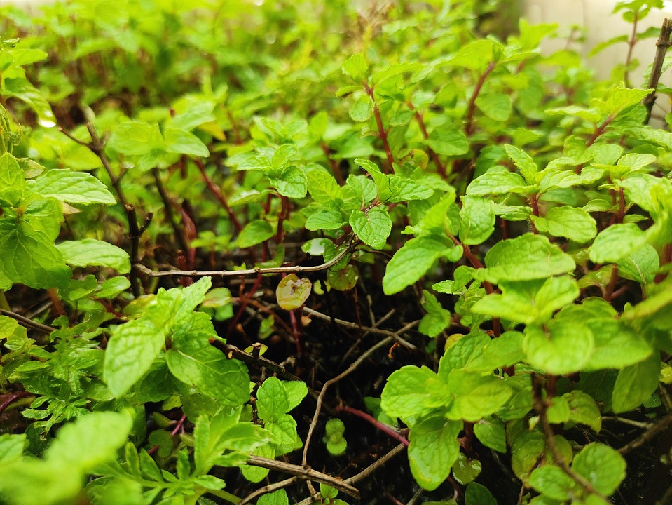 Pudina, Plant, Herb, Home Gardening, Planting