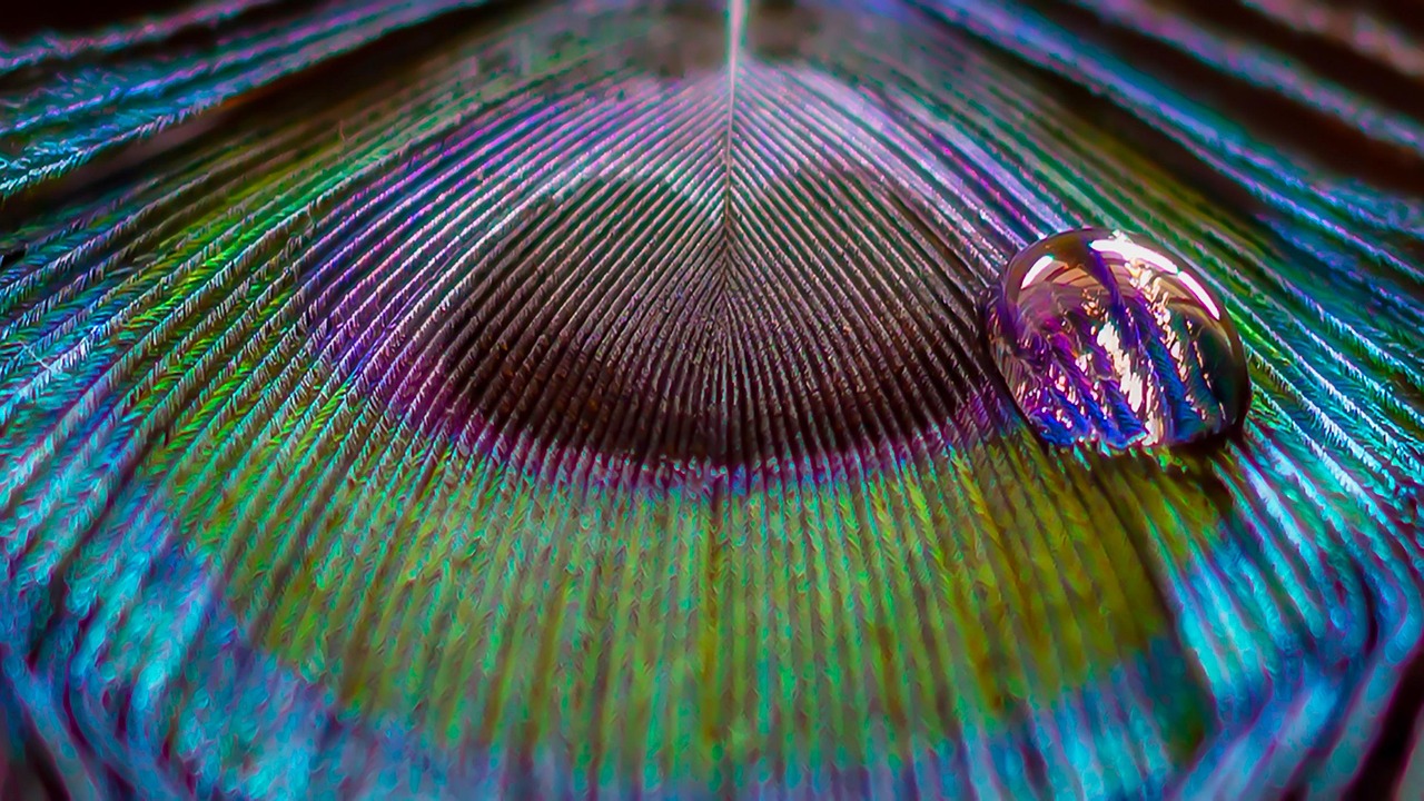 Feather - free online jigsaw puzzle photo