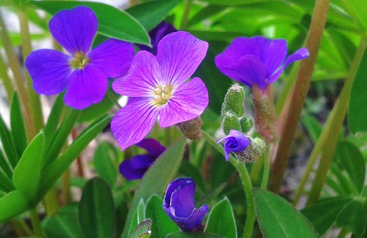 Free Flower Blue photo and picture