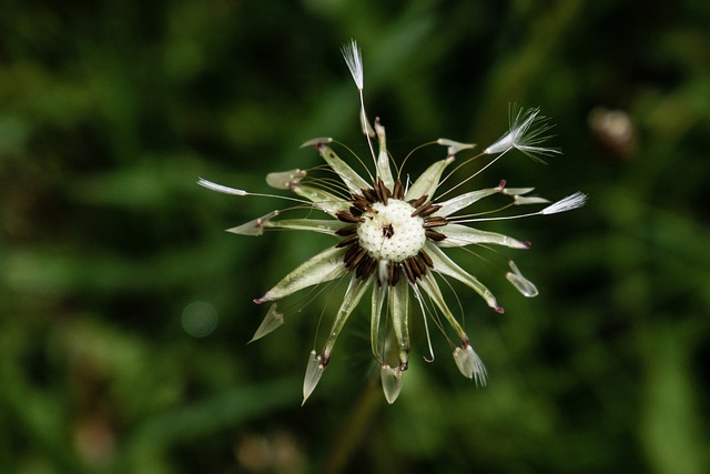 Free Nature Dandelion photo and picture