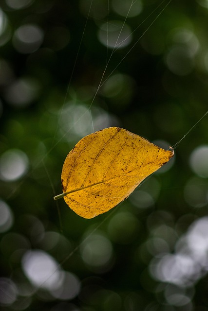 Blad, Natuur, Natuurlijk, Bokeh