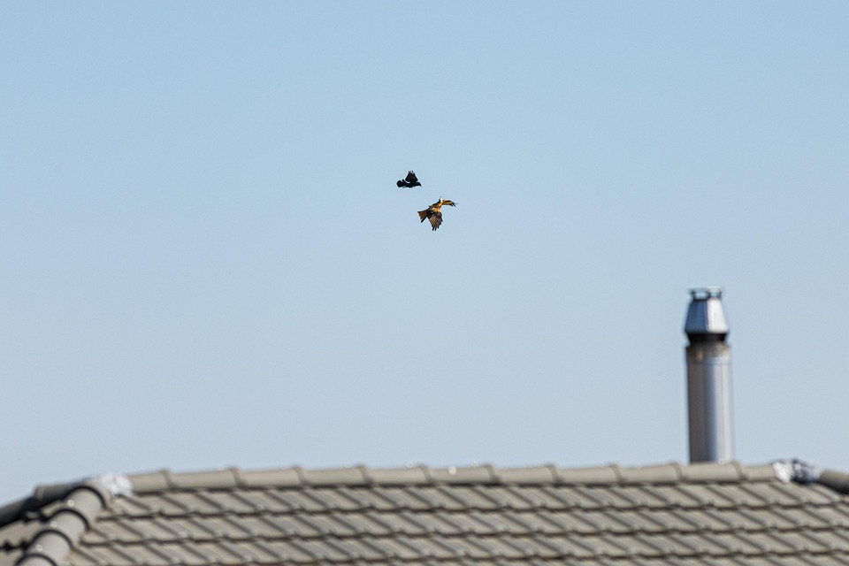 Crow Rator Air Combat Crow Raptor Birds Of - Free photo on Pixabay