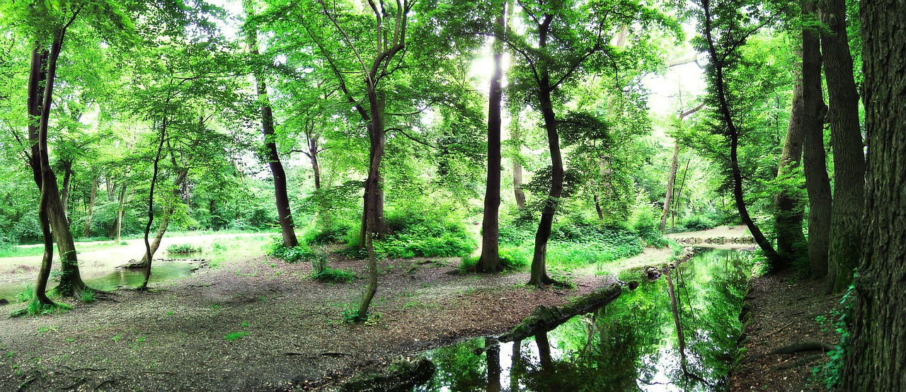 Park Bäume Baum - Kostenloses Foto auf Pixabay - Pixabay