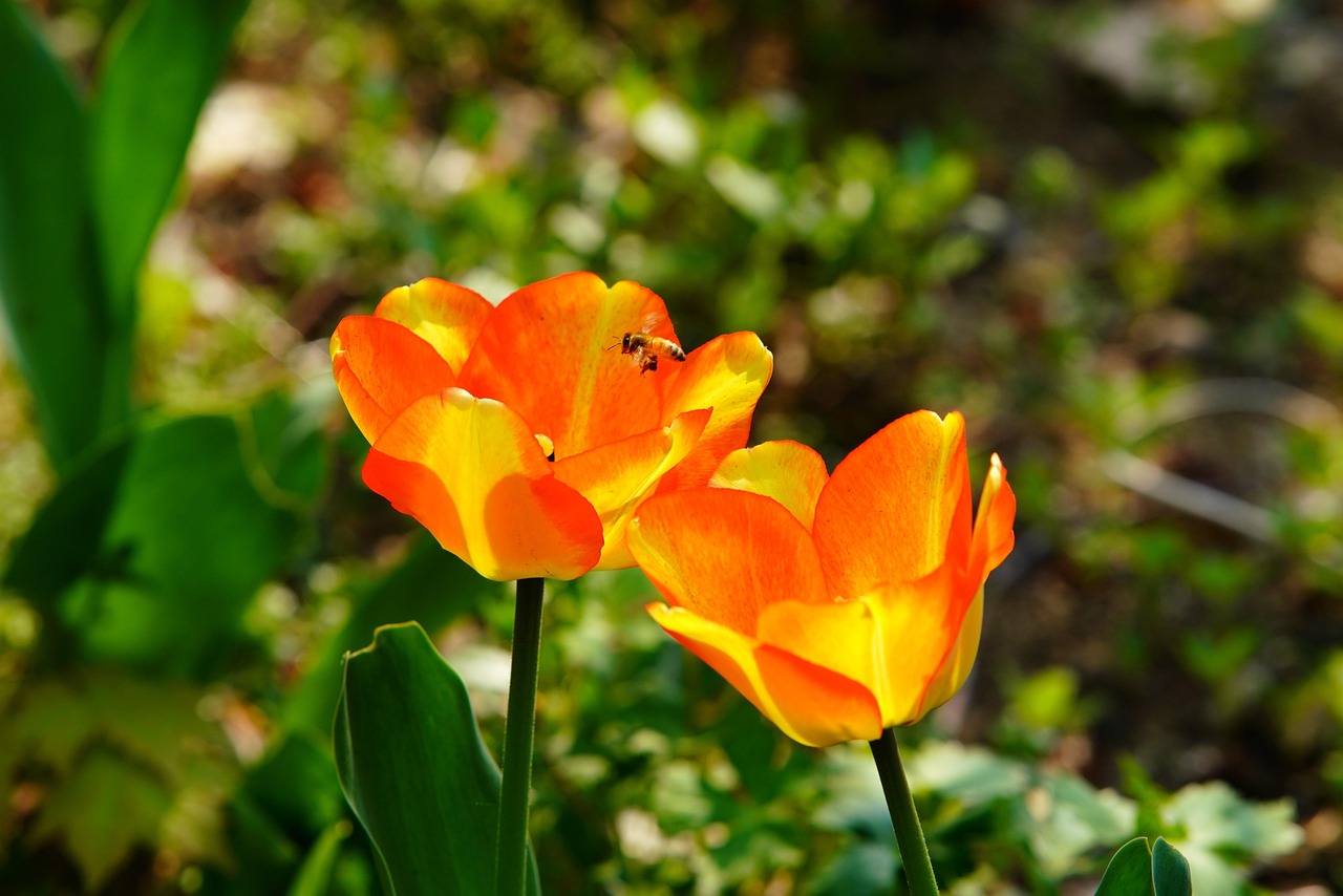 20개 이상 무료 튜립 및 자연 사진 - Pixabay