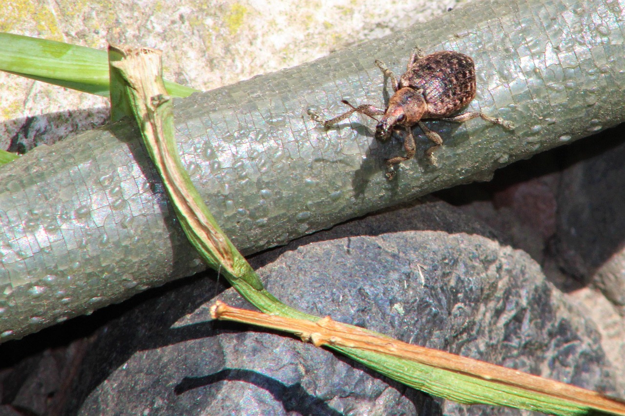 Beetle Nature Insect - Free photo on Pixabay - Pixabay