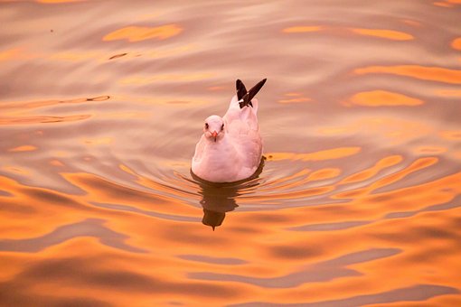 Seagull, Bangpoo, Thailand
