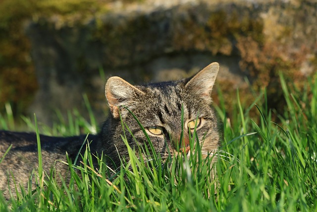 Free Cat Tabby photo and picture