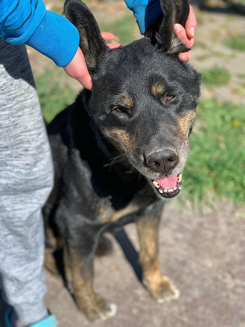 Free Dog Nature photo and picture