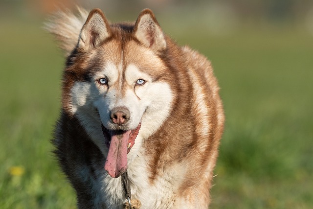 Free Dog Husky photo and picture