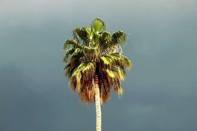 palm tree, storm, athens, weather, nature, palm sunday, palm, springtime, plant, greece, march, season, april, spring, garden, easter, seasonal, natural, branch, landscape, tree, moody, dark, clouds, rain, palm sunday, palm sunday, palm sunday, palm sunday, palm sunday