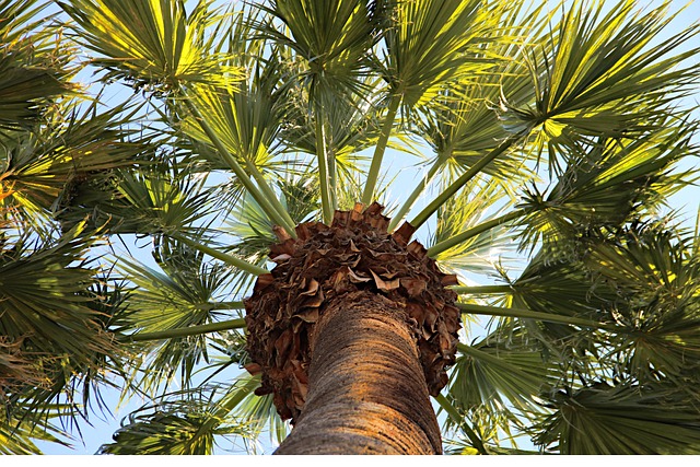 palm sunday, palm tree, athens, nature, sunny, leaf, easter, spring, decorative, april, greece, travel, mediterranean, city, garden, palm sunday, palm sunday, palm sunday, palm sunday, palm sunday