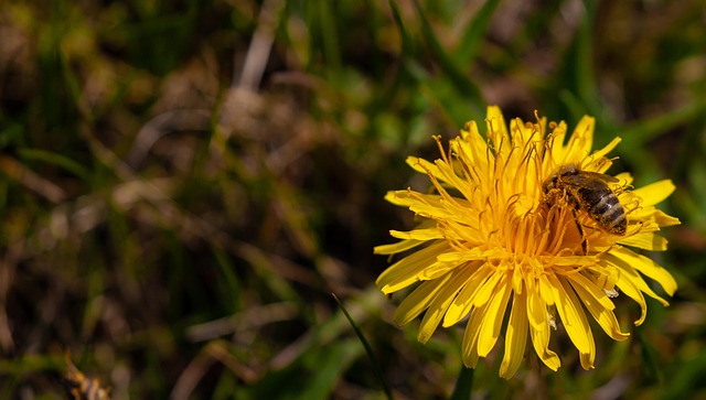 pollen on bee, bee on flower, dandelion, flower background, yellow, bee, wasp, nature, flower wallpaper, flower, plant, beautiful flowers, summer, flora