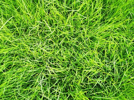 Iarba, Verde, Natura, Curte