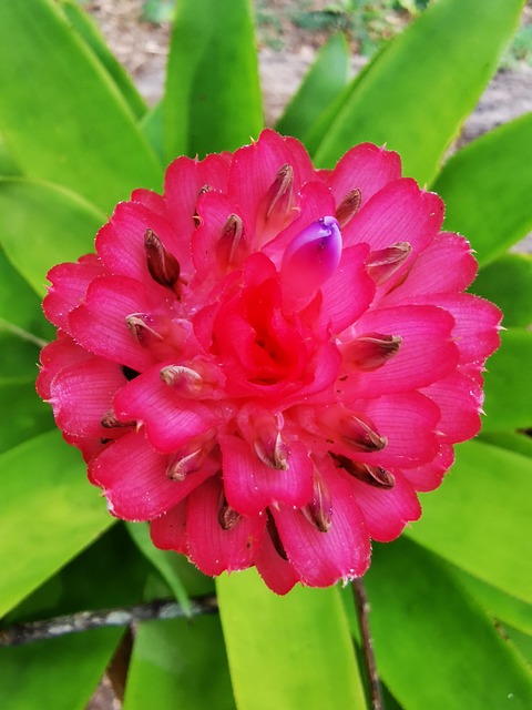Floare, Roz, Înflorire