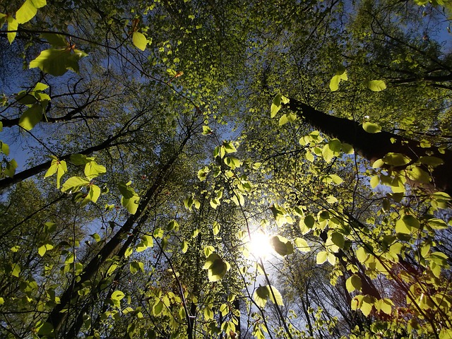 Free Forest Wilderness photo and picture