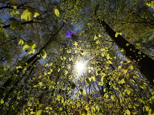 Free Forest Wilderness photo and picture