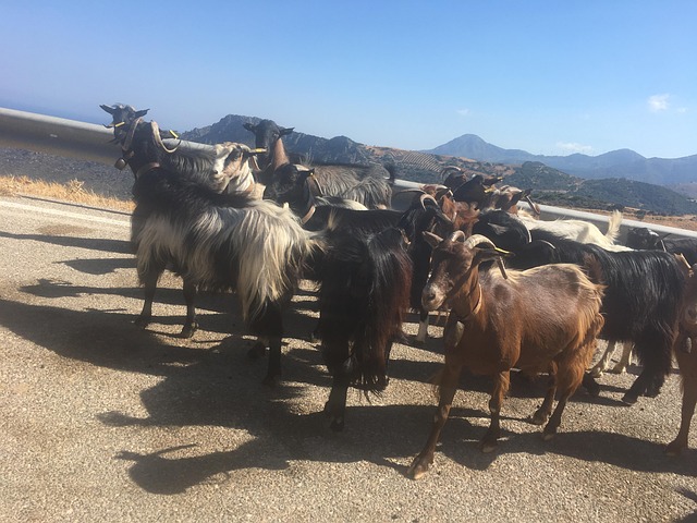 Free Mole Goats photo and picture