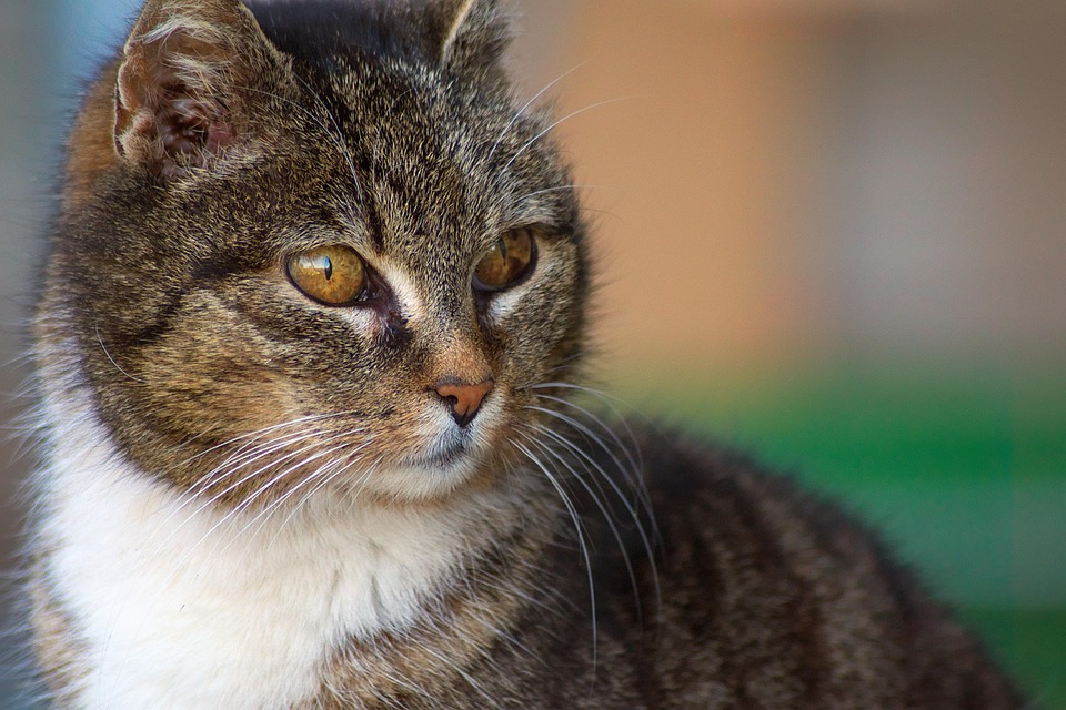 Domestic Cat Head Animal Portrait - Free photo on Pixabay
