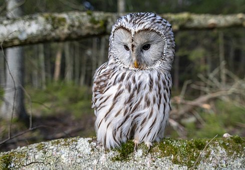 Habichtskauz, Strix Uralensis, Vogel