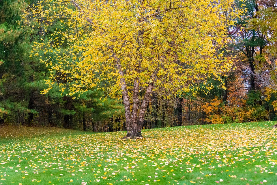 Fall Autumn Colors - Free photo on Pixabay