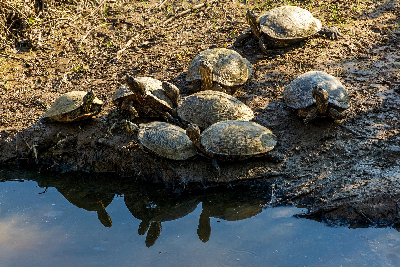 Mud Turtles Aquatic Free photo on Pixabay Pixabay