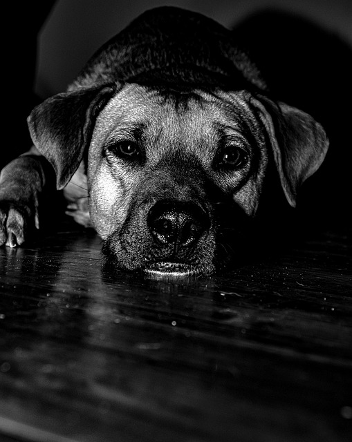 Free Dog Pet photo and picture