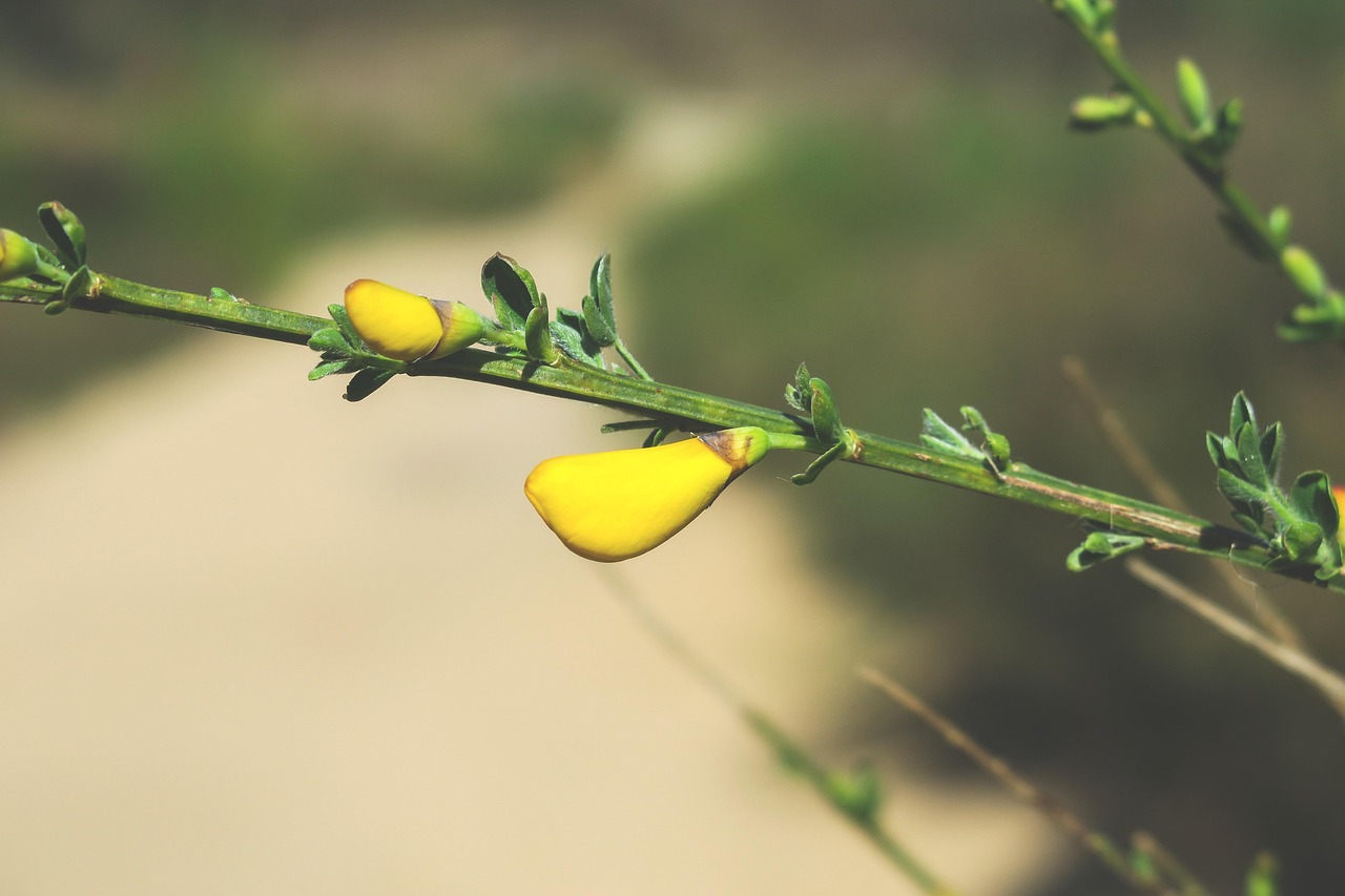 Broom Gorse Blossom Bud Free photo on Pixabay Pixabay