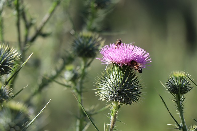 Free Bee Flower Background photo and picture
