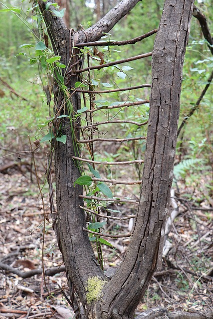 Free Tree Art photo and picture