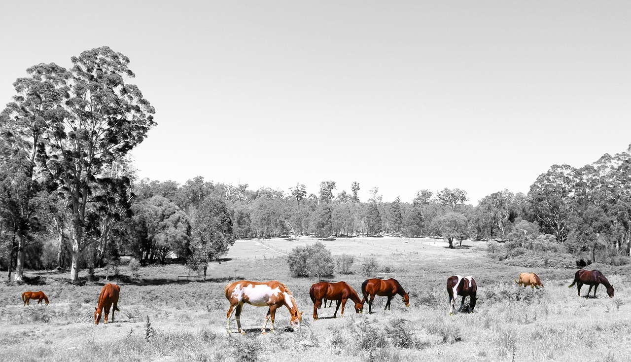 Horses - free online jigsaw puzzle photo