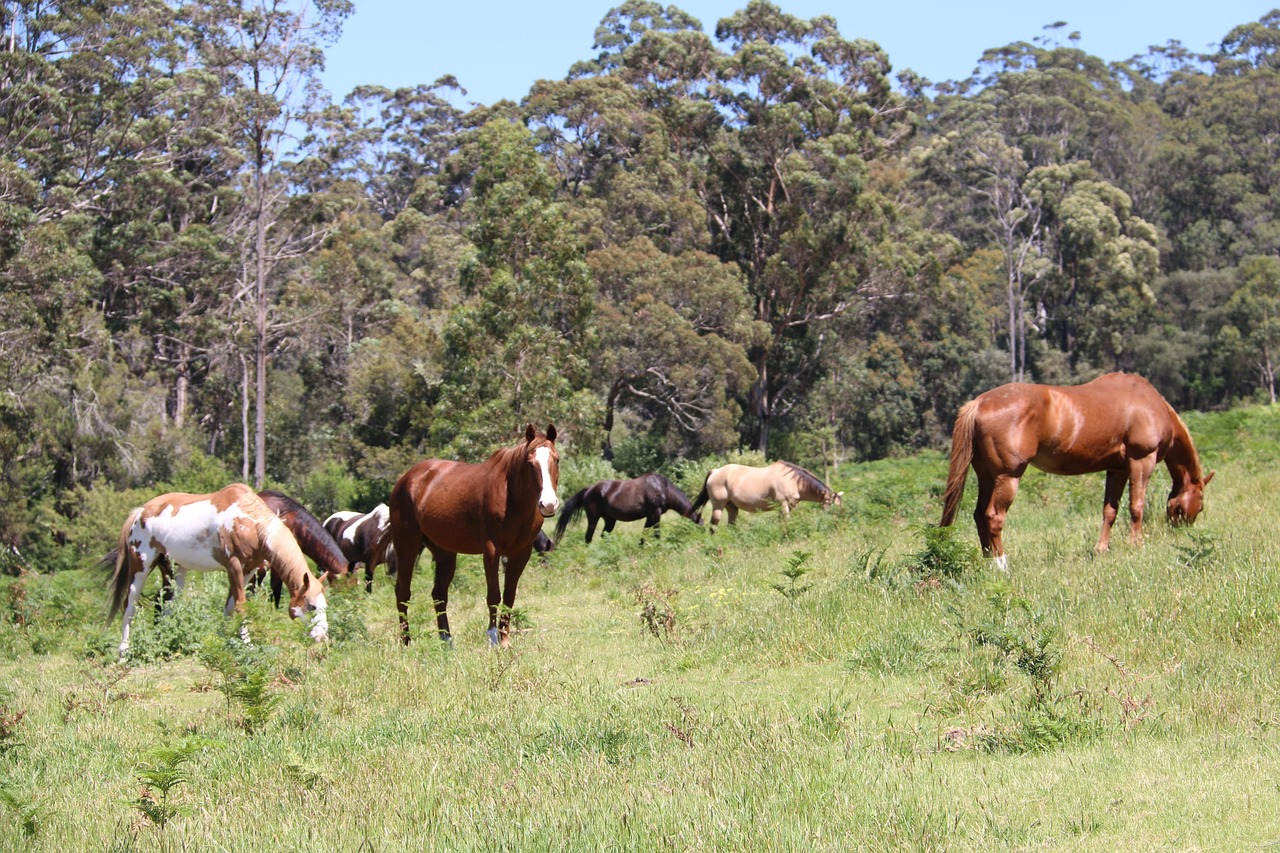 Horses - free online jigsaw puzzle photo