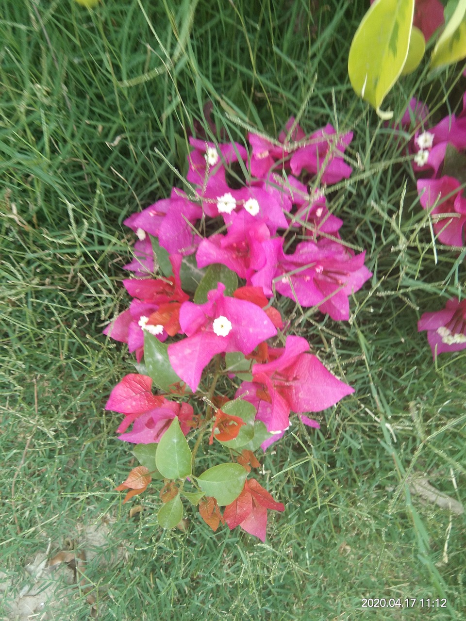 pinkhuraches