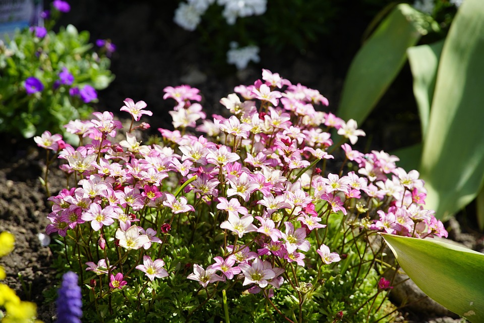 Saxifraga Garden Spring Free photo on Pixabay