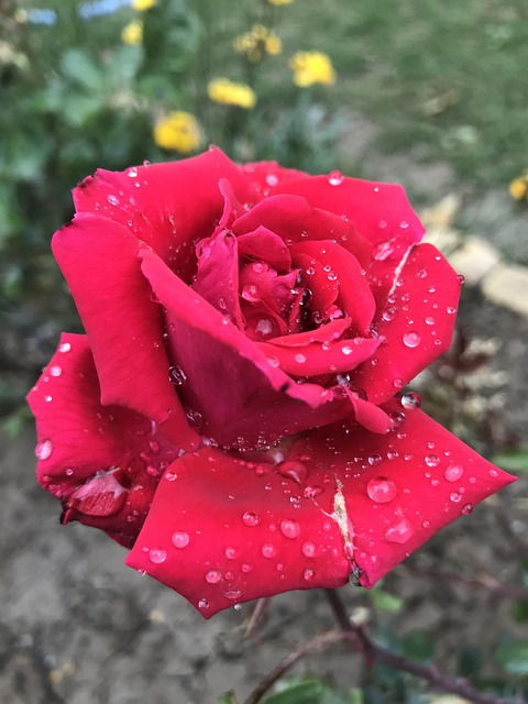 Lyserød Rose, Forår, Blomster