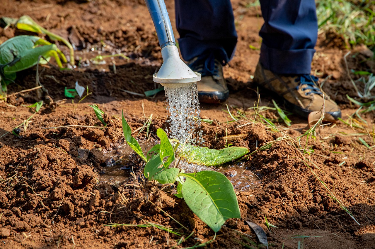 Périmètre agricole irrigué