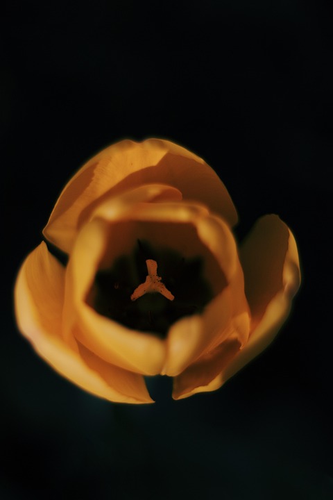 Tulip Yellow Colour