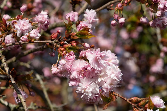 Blomst, Japansk Kirsebær, Lyserød, Træ