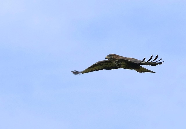 Free Common Buzzard Nature photo and picture