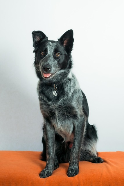 Free Puppy Dog photo and picture