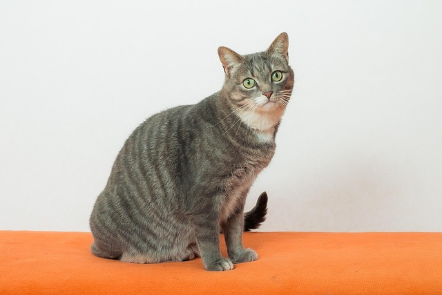 Free Cat Pet photo and picture