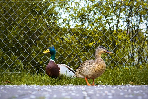 Free Ducks Mallards photo and picture