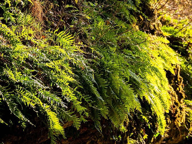 Free Nature Green Plant photo and picture